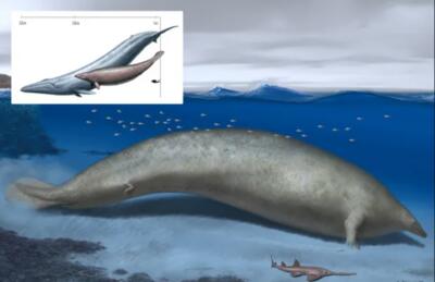 وزن یک گونه عجیب نهنگ غول پیکر باستانی؛ ۳۴۰ یا ۷۰ تن؟