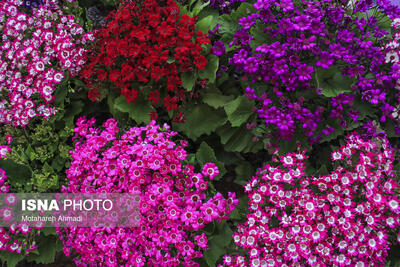 برپایی نمایشگاه گل و گیاه لاهیجان در آستانه بهار