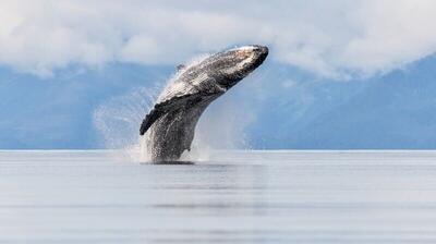 فیلم| استراتژی نهنگ‌های قاتل برای شکار یک فک دریایی بی‌پناه