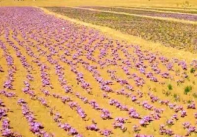 ایران چرا رتبه اول تولید زعفران در جهان را از دست داد؟