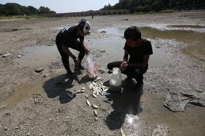 ماهی‌های قرمز؛ قاتل آفانیوس اصفهانی | پایگاه خبری تحلیلی انصاف نیوز