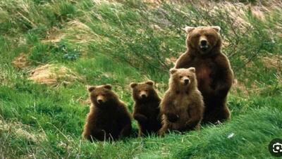 مشاهده ۴ قلاده خرس قهوه ای در منطقه حفاظت شده دنا