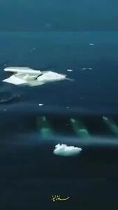(ویدئو) استراتژی عجیب نهنگ‌های قاتل برای شکار یک فک دریایی بی‌پناه