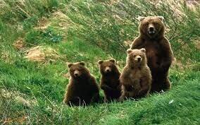 تصاویر بی نظیر از ۴ قلاده خرس در منطقه دنا + فیلم