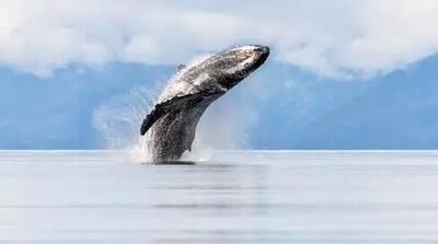 استراتژی نهنگ‌های قاتل برای شکار + فیلم