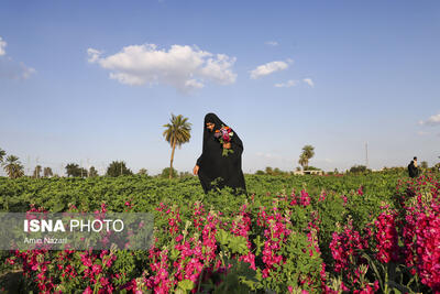 مزرعه گل شب‌بو در شهرستان حمیدیه