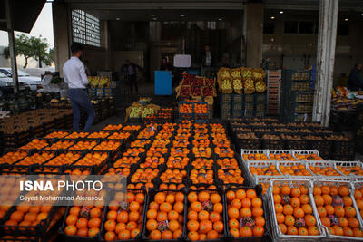 از آغاز توزیع میوه شب عید در قزوین تا افزایش قیمت ماهی در آستانه نوروز