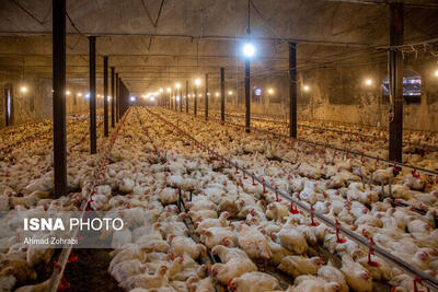 نظارت بر بازار عید گیلان با ۱۲۰ اکیپ/ عرضه ۵۰۰ تنی مرغ و گوشت منجمد
