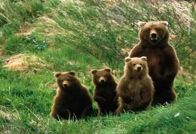 فیلم/ مشاهده ۴ قلاده خرس قهوه‌ای در منطقه حفاظت شده دنا