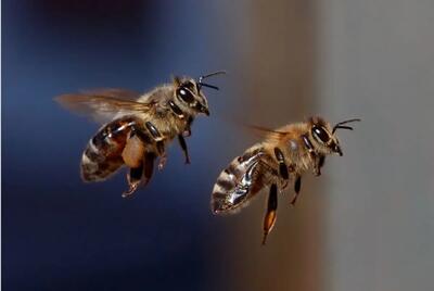 حمله دسته جمعی زنبورها بازی حساس تنیس را متوقف کرد!+ فیلم