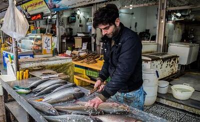 قیمت انواع ماهی / برای خرید ماهی شب عید ۲۰ درصد تخفیف بگیرید