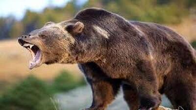 حمله ناگهانی خرس به تعلیم دهنده خود (فیلم)