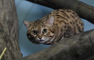 به لیل سقوط یک گربه در مواد شیمیایی در شهری در ژاپن آماده باش اعلام شد