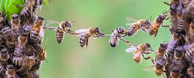 حمله دسته‌جمعی زنبورها وسط مسابقه حساس تنیس!
