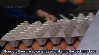 (ویدئو) فرآیند پرورش میلیون ها مرغ محلی؛ نحوه بسته بندی گوشت و تخم مرغ سنتی