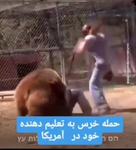 (ویدئو) حمله ناگهانی خرس به تعلیم دهنده خود