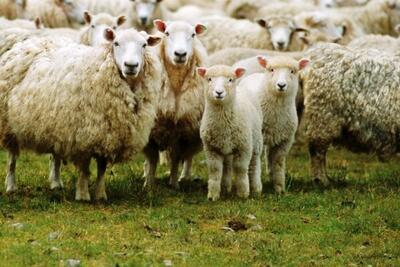نخستین رویداد گردشگری گوسفند مهربان در گل‌تپه