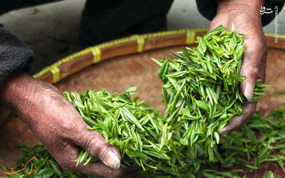 عکس/ ‏برداشت چای از مزارع ویتنام