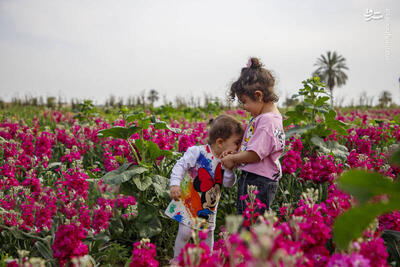 عکس/ مزرعه گل شب‌بو در شهرستان حمیدیه