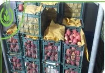 آغاز توزیع 80 تن سیب و پرتقال با قیمت مصوب در استان بوشهر/انتشار - تسنیم