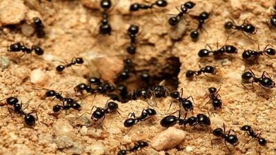 فیلم| سرقت عجیب سیم کارت توسط مورچه