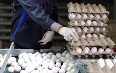 ۱۷۰ میلیون دلار ارزآوری از مسیر صادرات تخم‌مرغ