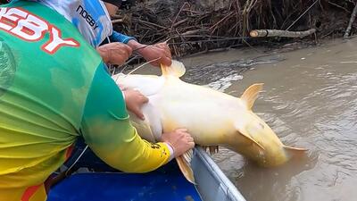 (ویدئو) صید ماهی غول پیکر رودخانه ای و پخت غذا با آن توسط دو ماهیگیر کلمبیایی