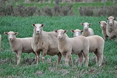 (ویدئو) برداشت شیر و پشم گوسفندان توسط دامداران استرالیایی