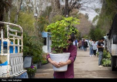 بازار گل و گیاه شیراز در آستانه نوروز- عکس خبری تسنیم | Tasnim