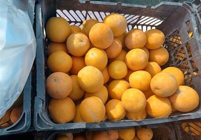 33 تن سیب و 55 تن پرتقال در استان بوشهر عرضه می‌شود - تسنیم