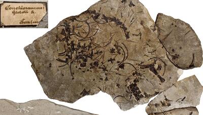 این فسیل ۲۴۷ میلیون ساله، قدیمی‌ترین جانور «گردن‌دراز» دنیاست