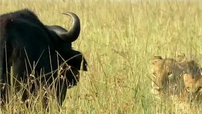 (ویدئو) نجات معجزه آسای بوفالو توسط هم نوع خود از چنگال شیرها