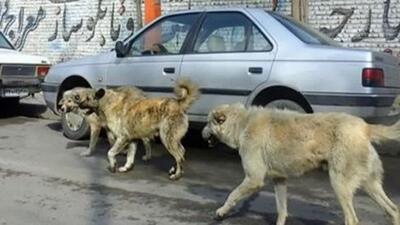 جمع آوری روزانه ۴۰ «سگ ولگرد» در کرمانشاه/ فعالیت اکیپ‌ها در نوروز ۲۴ ساعته می‌شود