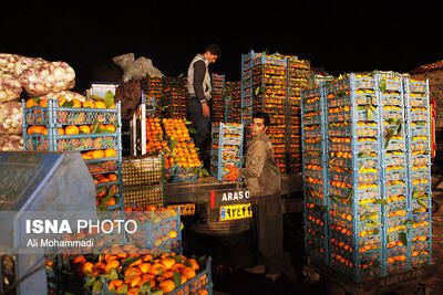 توزیع حدود ۱۰ هزار تن میوه شب عید/قیمت ها تعدیل شده است
