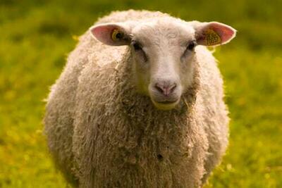 ببینید | تلف شدن ۲۰ راس گوسفند در گیلانغرب