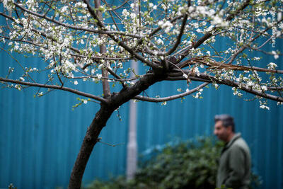 عکس/ شکوفه های بهاری در تهران