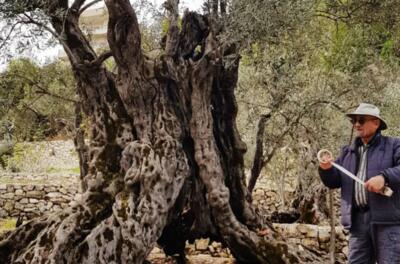 قدیمی‌ترین درخت زیتون جهان کشف شد