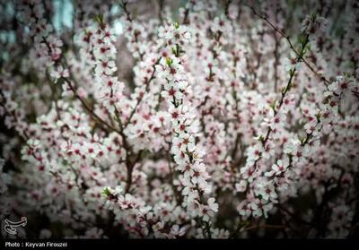 شکوفه‌های بهاری در سنندج + عکس