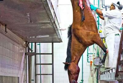 (ویدئو) مزرعه پرورش، ذبح، و بسته بندی گوشت میلیون ها اسب در مکزیک