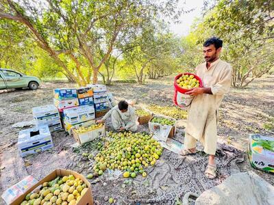 سیستان و بلوچستان خاستگاه تولید میوه‌های گرمسیری