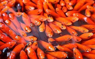 با این نکات عمر ماهی‌های قرمز عید 1403 را افزایش دهیم!