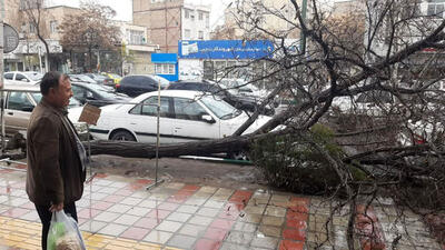مچاله شدن ماشین مرد قزوینی در سقوط درخت ! + عکس