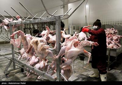 عرضه 300 تن مرغ گرم در بازار کاشان - تسنیم