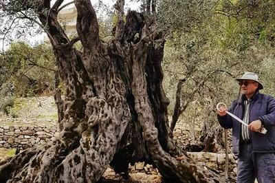 قدیمی‌ترین درخت زیتون دنیا کشف شد