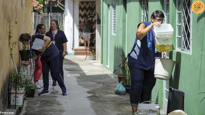 (تصاویر) شیوع تب دنگی در برزیل
