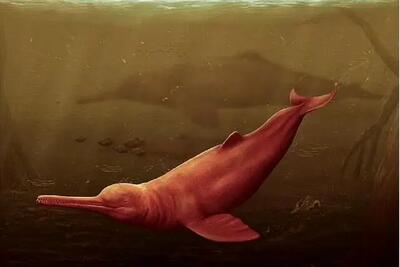 کشف بزرگترین فسیل دلفین جهان در آمازون