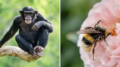 زنبورها و شامپانزه‌ها؛ نابغه ترین حیوانات