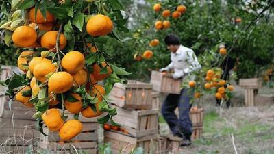 صادرات پنج هزار و ۴۶۷ محموله محصولات باغی از مازندران