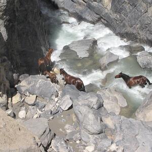 عکس/ اسب‌های زیبای وحشی در استان لرستان | اقتصاد24