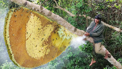(ویدئو) برداشت عسل وحشی در جنگل های سنگاپور توسط یک شکارچی مشهور